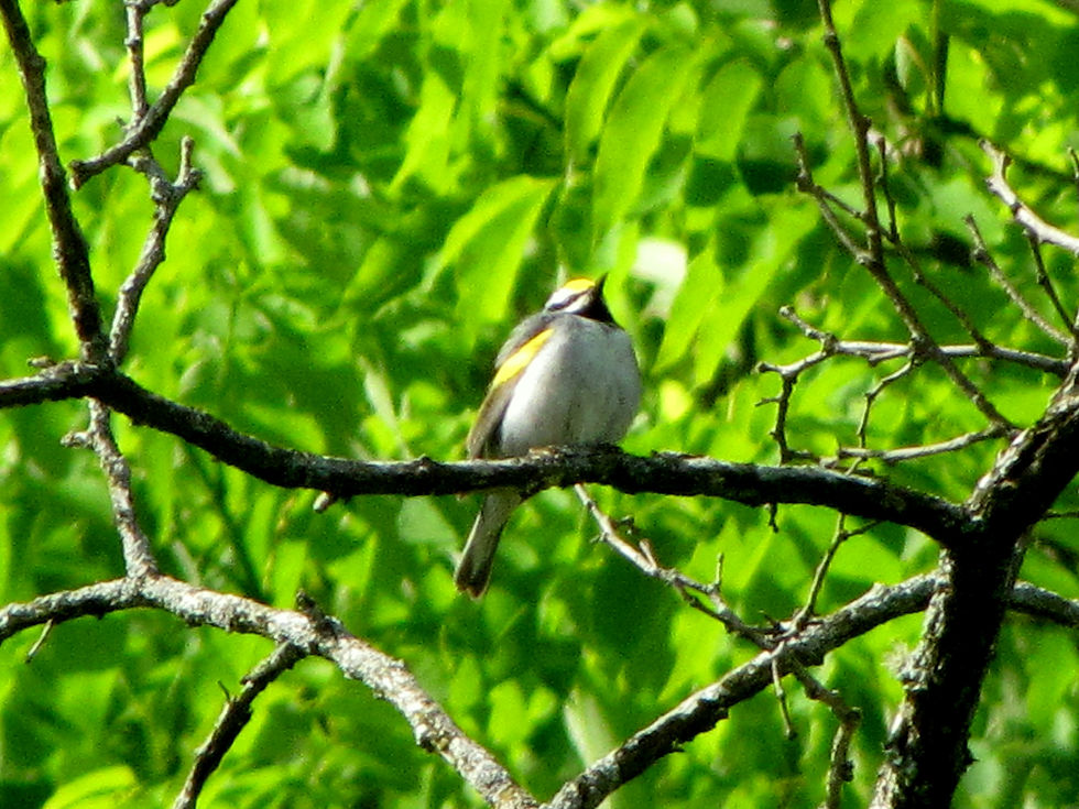 Golden-winged Warbler
