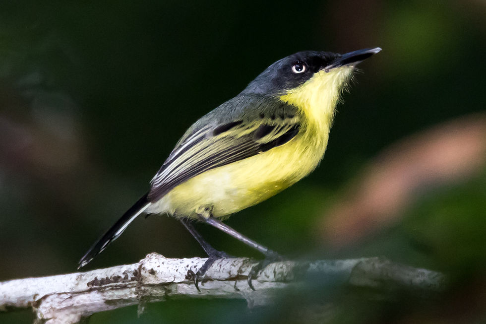 Common Tody-Flycatcher