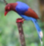 Sri Lanka Blue Magpie