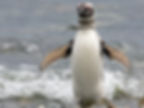 Magellanic Penguin
