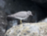 Surfbird