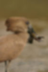 Hammerkop