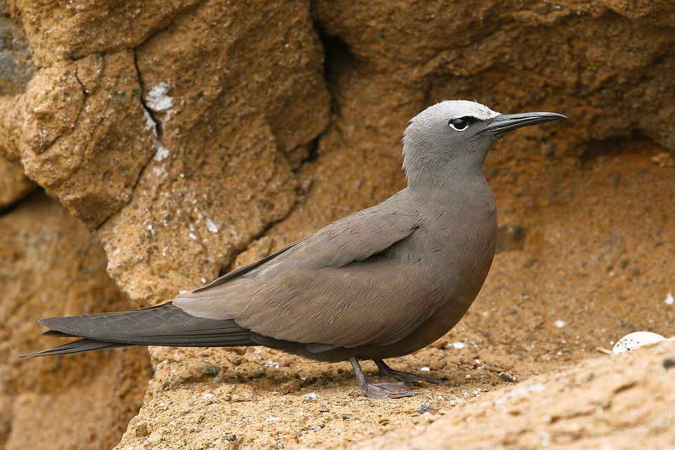 Brown Noddy