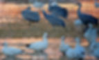 Snow Geese and Sandhill Cranes