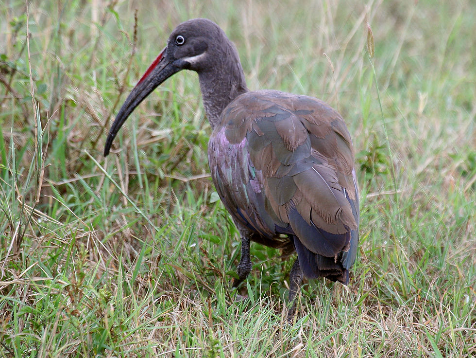 Hadada Ibis