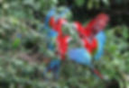 Red-and-green Macaws