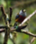 Toucan Barbet