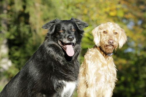 Shooting mit Mila und Iron