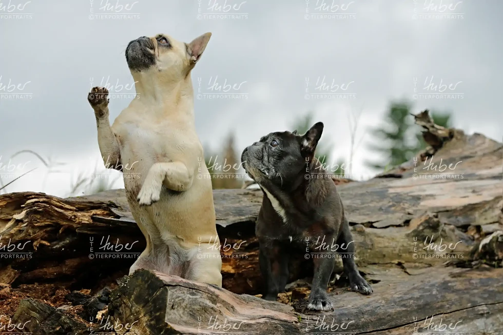 Pebbles & Frederic_2022_09_27_0216_1.webp