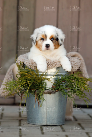 Welpen Cloe Levy_2022_04_11_0224_1.webp