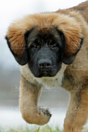 Conny Frida Daysi Ehmchen_2023_01_19_0312_1.jpg