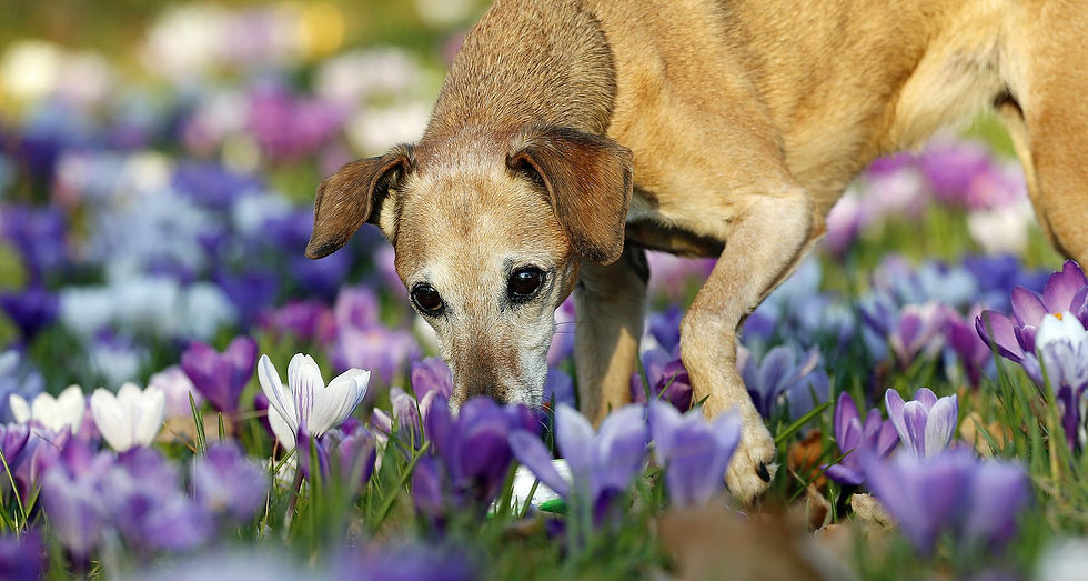 Tierfotografie Stuttgart