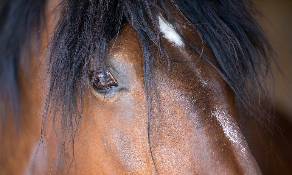 Tierfotografie Stuttgart