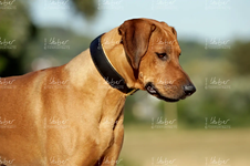 Moyo und Layla_2022_07_15_0124_1.webp