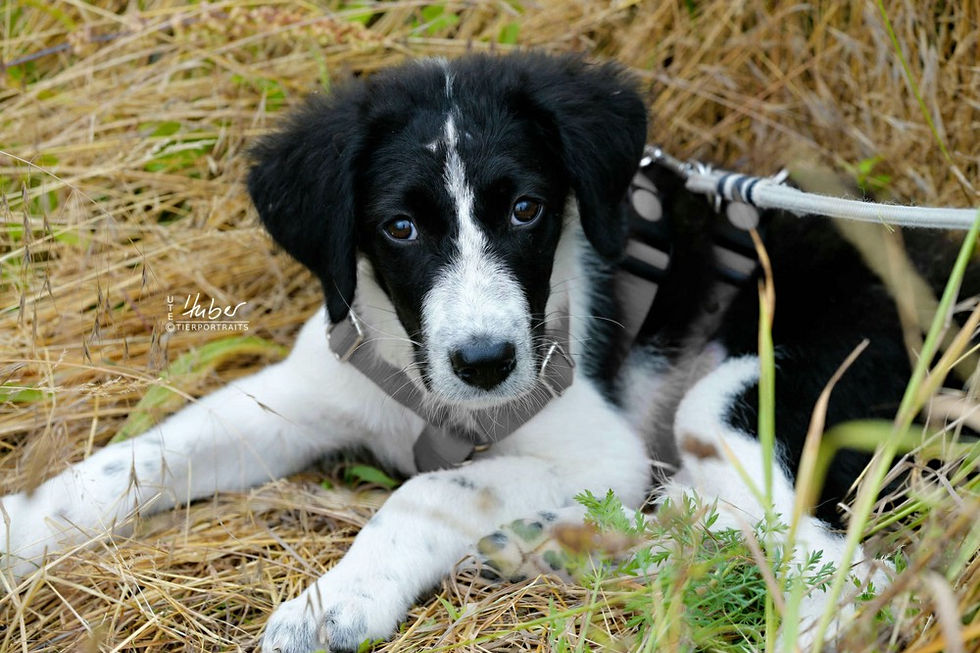 comp_Tierschutz_2022_06_22_0004_1.jpg