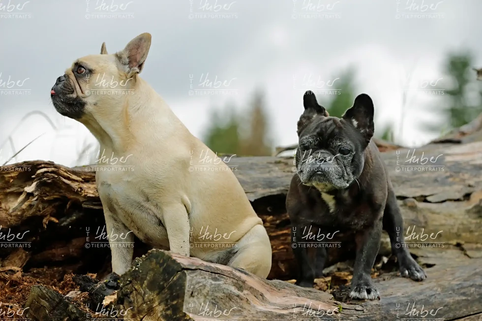 Pebbles & Frederic_2022_09_27_0197_1.webp