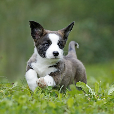 c_D-Wurf Sheep Crook _2024_09_29_0577_1.jpg