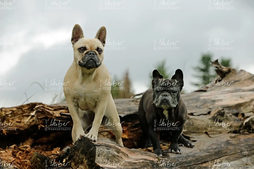 Pebbles & Frederic_2022_09_27_0264_1.webp