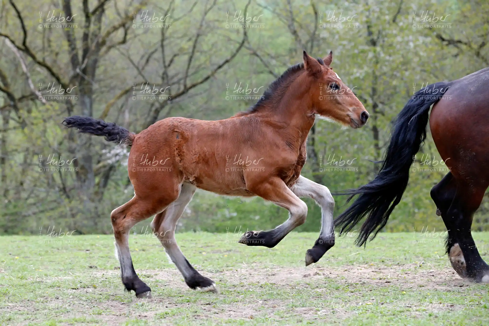 Fohlen Obersontheim_2022_05_06_0386_1.webp