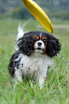 Monty & Sky_2022_09_01_0359_1.webp