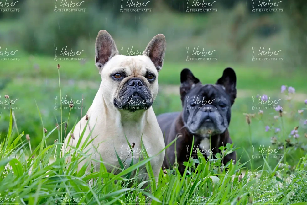 Pebbles & Frederic_2022_09_27_0060_1.webp