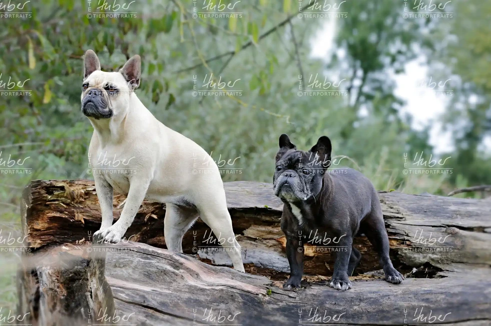 Pebbles & Frederic_2022_09_27_0301_1.webp