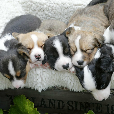 c_Welpen Bryenna_2022_06_02_0645_1.jpg