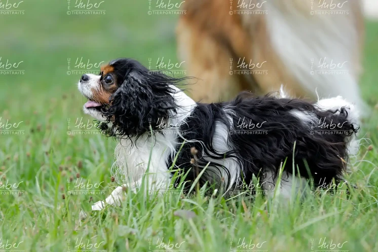 Monty & Sky_2022_09_01_0368_1.webp