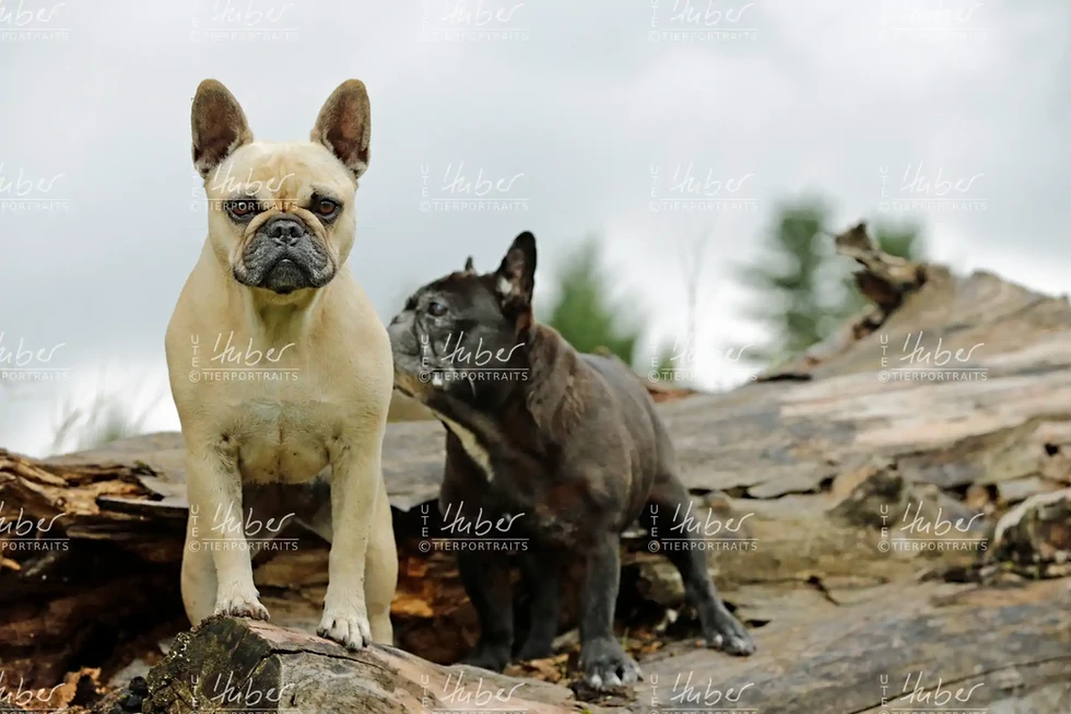 Pebbles & Frederic_2022_09_27_0238_1.webp
