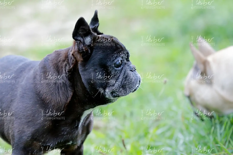 Pebbles & Frederic_2022_09_27_0181_1.webp