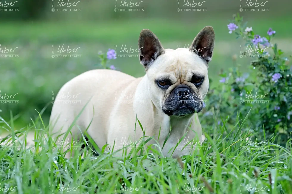 Pebbles & Frederic_2022_09_27_0090_1.webp