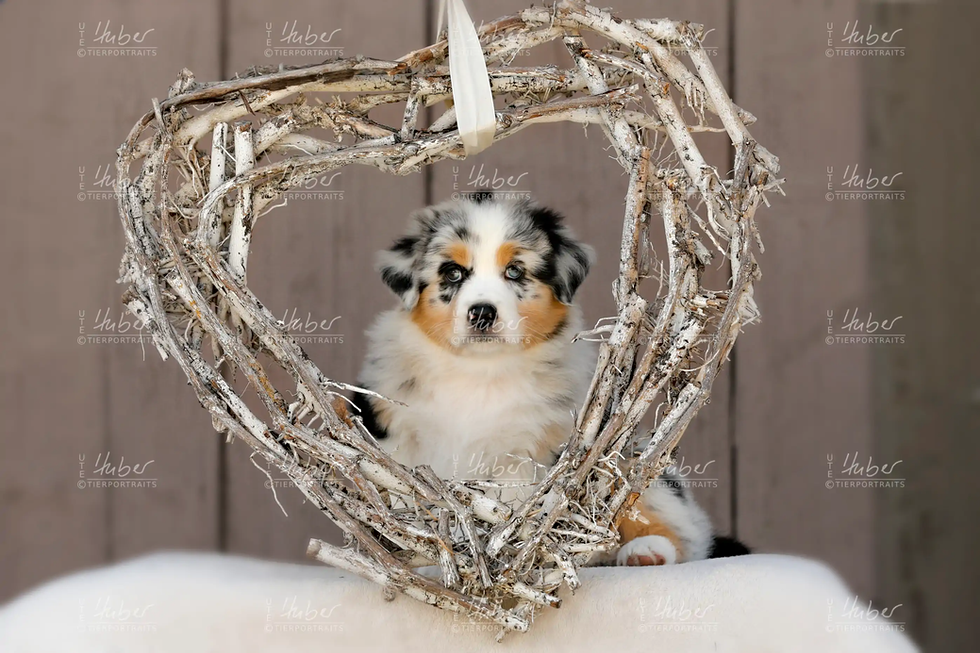 Welpen Cloe Levy_2022_04_11_0311_1.webp