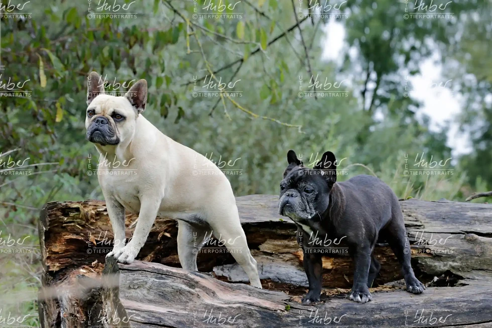 Pebbles & Frederic_2022_09_27_0293_1.webp