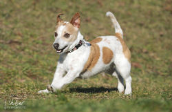 comp_L2016_01_25_Funke_0004_1