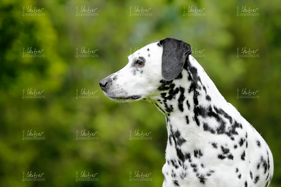Snoopy_2022_05_26_0290_1.webp