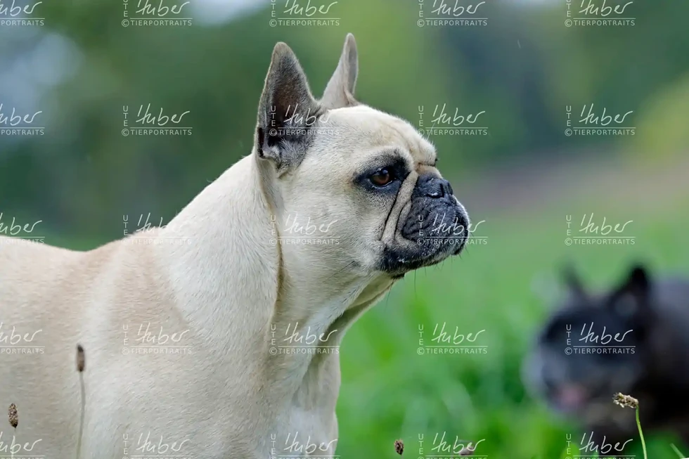 Pebbles & Frederic_2022_09_27_0079_1.webp