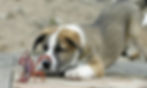 Tierportraits Ute Huber Tierfotograf Plüderhausen Stuttgart Aalen Schwäbisch Gmünd Hundefotografie