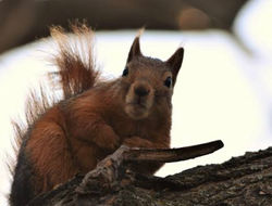 Yakaladık Derken Yakalandık