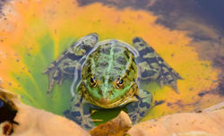 Havuz'da Kurbağa Var