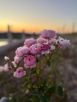 fresh roses