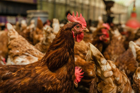 原豐休閒農場 連建安29.jpg