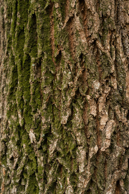 詹鳳春 樹木醫7.jpg