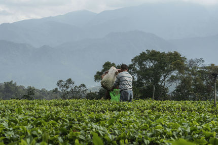 後院餐桌 普里茶園採收37.jpg