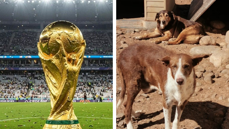 O Lado Sombrio da Copa do Mundo 2030: denúncias de extermínio de cães colocam país-sede no centro de crise internacional