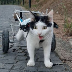 Superação Felina: Luna, a gata paraplégica que venceu o abandono com coragem e cadeira de rodas
