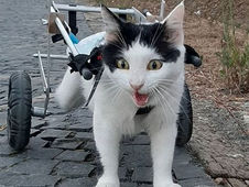 Superação Felina: Luna, a gata paraplégica que venceu o abandono com coragem e cadeira de rodas