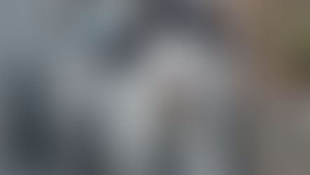 Superação Felina: Luna, a gata paraplégica que venceu o abandono com coragem e cadeira de rodas