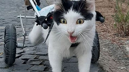 Superação Felina: Luna, a gata paraplégica que venceu o abandono com coragem e cadeira de rodas