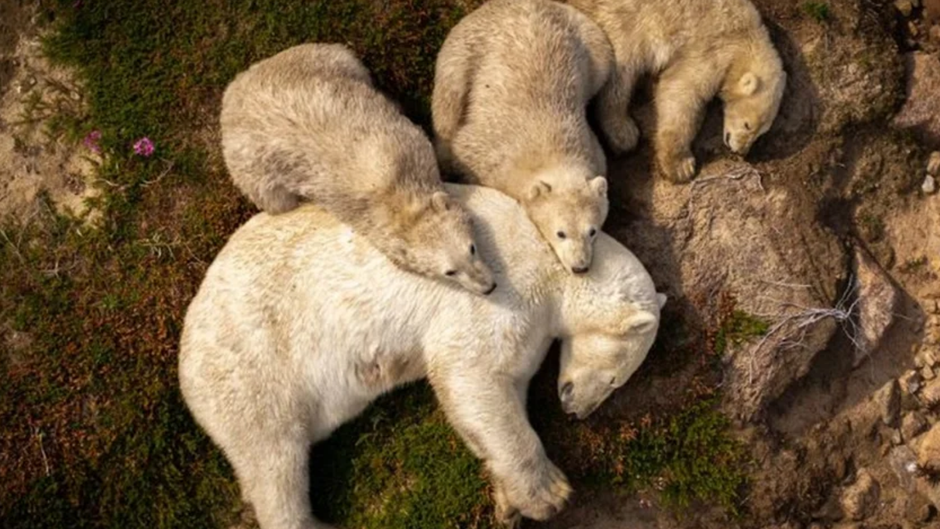 ursa polar se refresca na lama com seus filhotes, simbolo de impacto do calor extremo