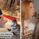 tutores tiktok latindo na cara do cachorro